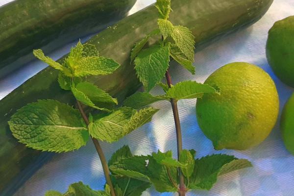 Gurke-Minze-Limette